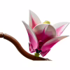 Конструктор LEGO Botanicals Magnolia Branches (11510) - Image 4