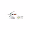 Патч-корд 0.25м S/FTP Cat 6A CU LSZH green Cablexpert (PP6A-LSZHCU-G-0.25M) - Image 3