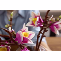 Конструктор LEGO Botanicals Magnolia Branches (11510) - Image 10