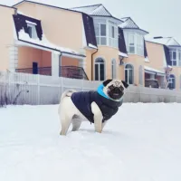 Курточка для тварин Airy Vest двостороння M 47 чорно-блакитна (1893) - 2