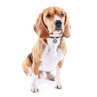 Шнурок для адресника WAUDOG Smart ID S 25-45 см чорний (60381) - 2