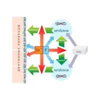 Зубна паста Dr. Wild Emofluor Daily Care зі стабілізованим фторидом олова 75 мл (7611841701686) - 5