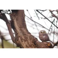 Пазл Eugy 3D Зоопарк Сова (XEG-044) - 7
